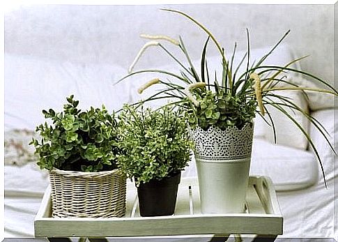 5 easy-care plants that bloom!