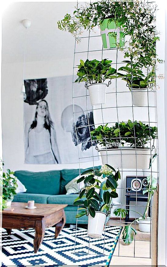 Natural room divider with plants