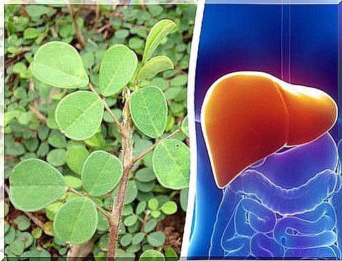 Desmodium adscendens to protect the liver