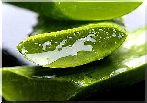 Aloe can fight skin problems