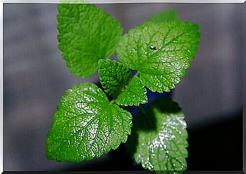 Home remedies peppermint oil - mint is an all-rounder