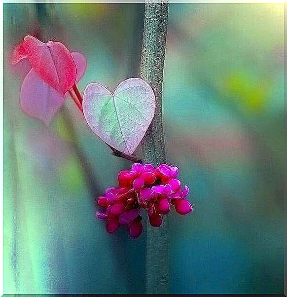 Heart-shaped flowers symbolize inner calm