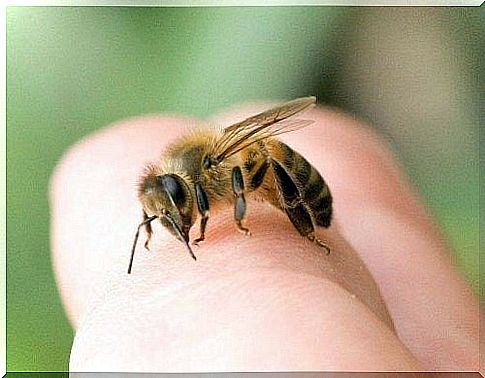 The most common insect stings include bee stings