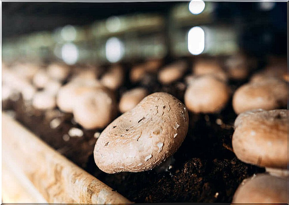 Learn how to grow mushrooms at home