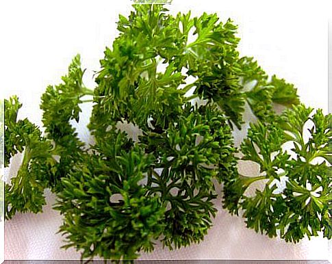 Properties and benefits of parsley