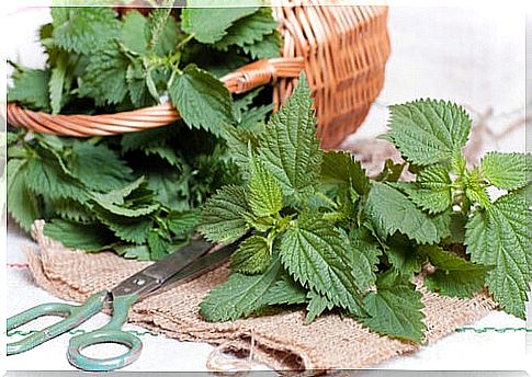Stimulate hair growth with nettle
