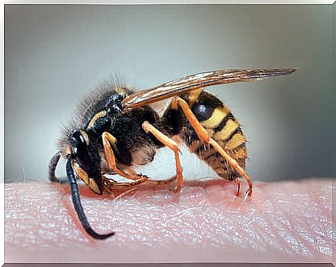 Wasp stings: which home remedies can help?