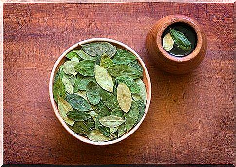 Why tea made from coca leaves is good for health