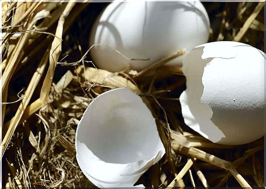 Eggshell - in the straw